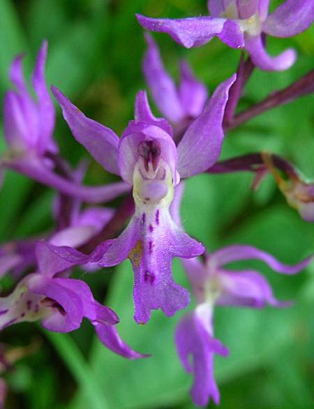 Orchis mascula